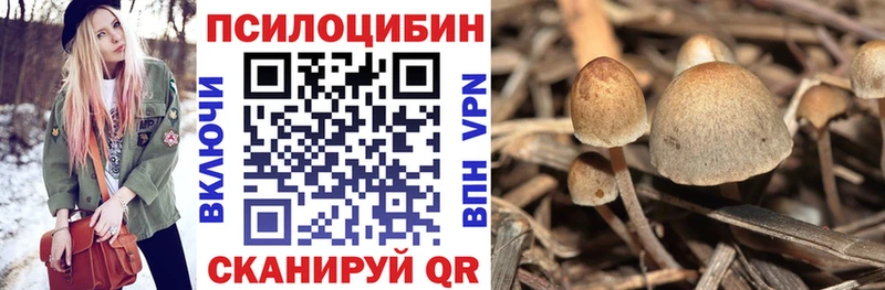 Галлюциногенные грибы Psilocybe Дмитровск